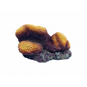 HAQUOSS GONIOPORA STOKESI - 19,5x13,5x11,5